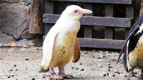 Albino White Penguin Albino Animals Rare Albino Animals