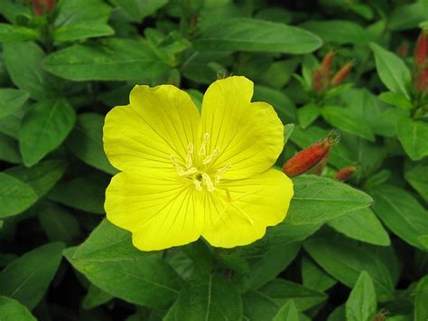 Oenothera Fruticosa Narrow Leaf Evening Primrose Southern Sundrops