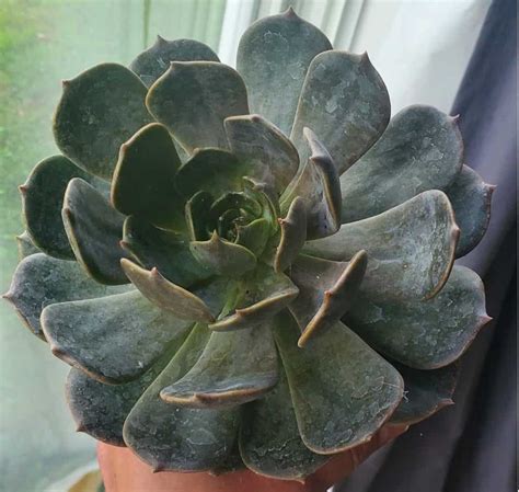 Echeveria Marrom Information Complete Care Guide