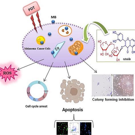 The Cell Viability Of Hdf Cells Treated With Various Concentrations Of