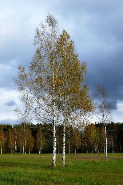 Silver Birch Betula Pendula Betula Pendula Specimen Trees Winter