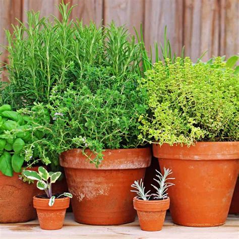 How To Grow An Indoor Herb Garden Videos Included