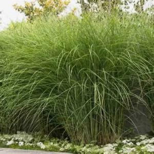 Мискантус сахароцветковый купить в питомнике растений с доставкой по ...