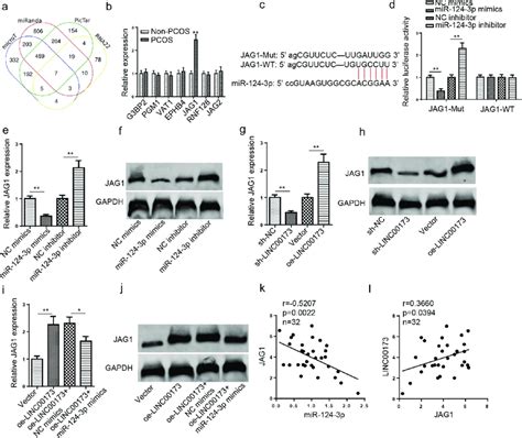 JAG1 Is Directly Targeted By MiR 124 3p A The Downstream Targets Of