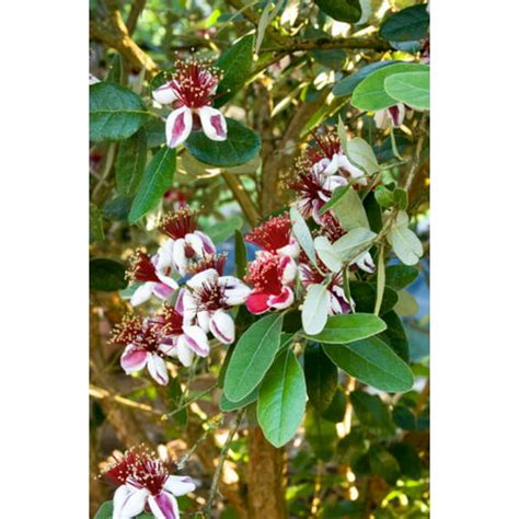 Pineapple Guava Feijoa Sellowiana Live Plant Cold Hardy