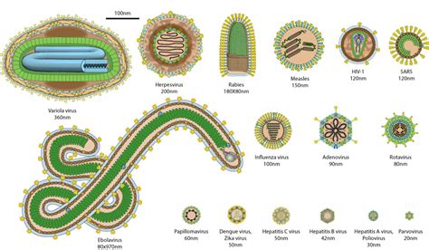 The Size Of Viruses Implications For Prophylactic Measures Anton