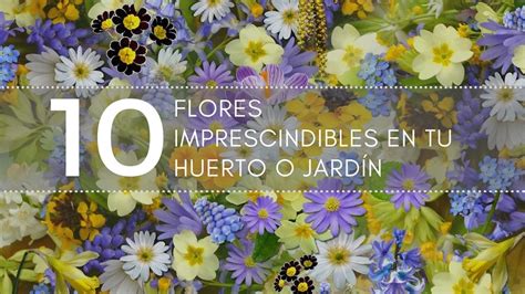 Flores Comestibles Que Puedes Comer Directamente De Tu Jardín