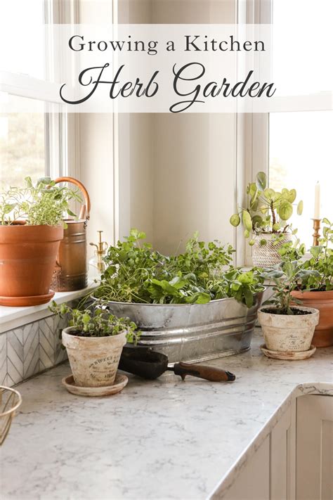 plant  indoor kitchen herb garden
