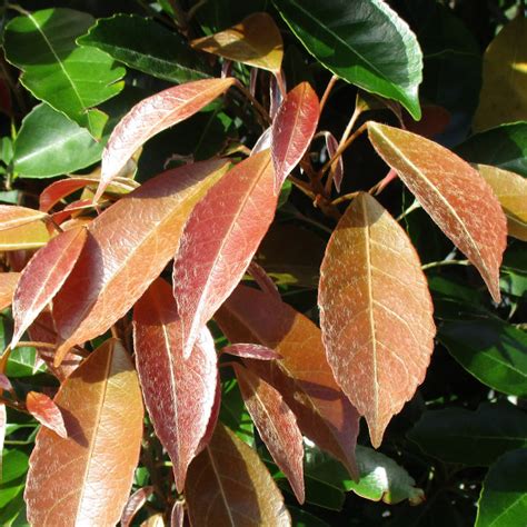 Blueberry Ash Eumundi Quandong Other Elaeocarpus Species Australian