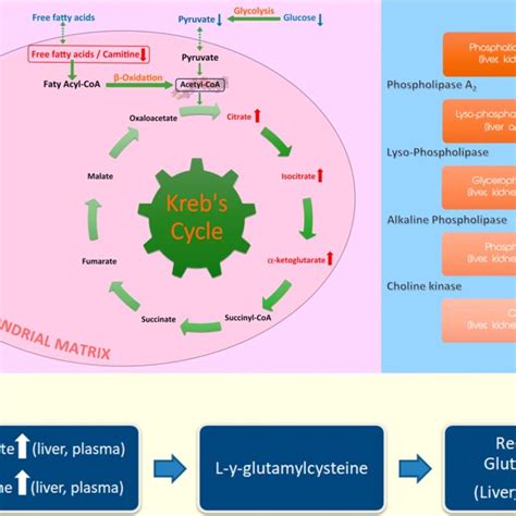 Schematic Representation Of Most Important Altered Metabolic Pathways Download Scientific