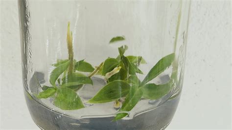 New Arrival Tissue Culture Philodendron Spiritus Sancti Rare Plant