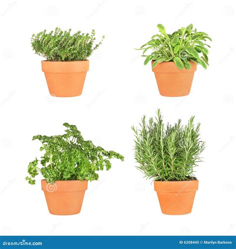 Parsley Sage Rosemary And Thyme Herbs Royalty Free Stock Photo