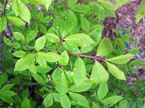 Photo Of The Leaves Of Dwarf Burning Bush Euonymus Alatus Compactus Posted By Goldfinch4