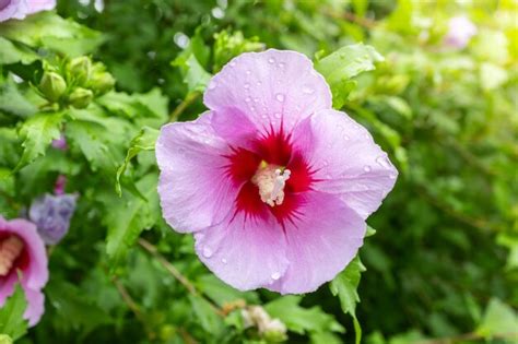 Premium Photo Korean National Flower In The Name Rose Of Sharon Or