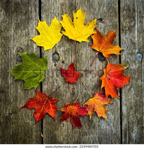 Image Depicts Life Cycle Maple Leaf Stock Photo Shutterstock