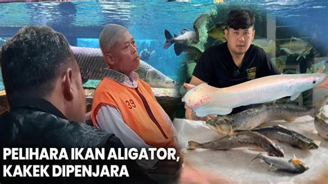 PELIHARA IKAN PREDATORNYA SERIUS ATURANNYA MALAH BERCANDA SAMPE DI