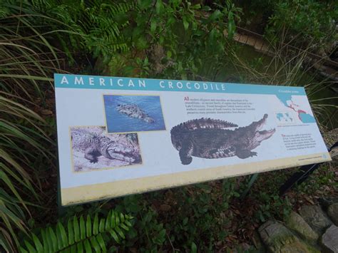 American Crocodile Signage At Disneys Animal Kingdom 2014 Zoochat