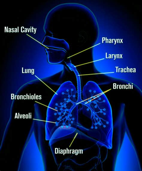 Airway Cells in Lung Cancer and Viral Infection