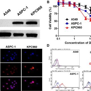 A Intracellular Drug Release Behavior Of DOX C SNPs Observed By