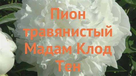 Пион травянистый Мадам Клод Тен (madam-klod-ten) 🌿 обзор: как сажать ...