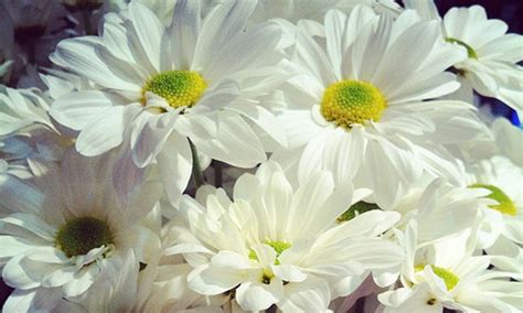 6 Fun Facts about the April Birth Flower