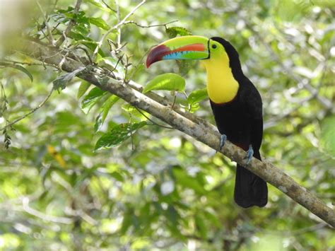 Ramphastos Sulfuratus Filo Chordata Clase Aves Listado De Especies