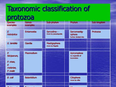 Ppt Intestinal And Luminal Protozoa Powerpoint Presentation Free