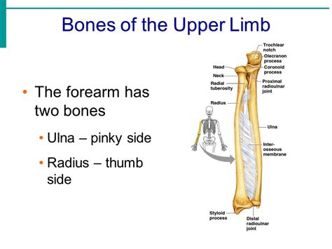 Anatomy Of Upper Limb