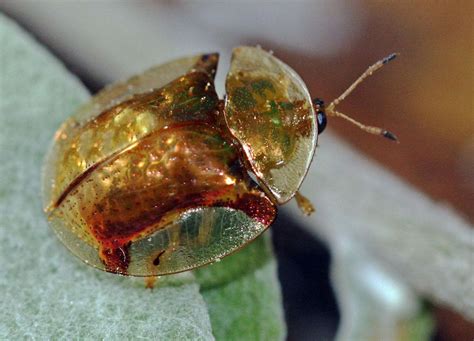 Golden Tortoise Beetle Identification Life Cycle Facts And Pictures