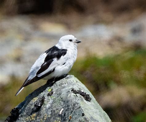 Snow Bunting Owen Deutsch Photography