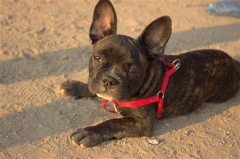 🐕Чем кормить французского бульдога: рейтинг лучшего корма на 2025 год