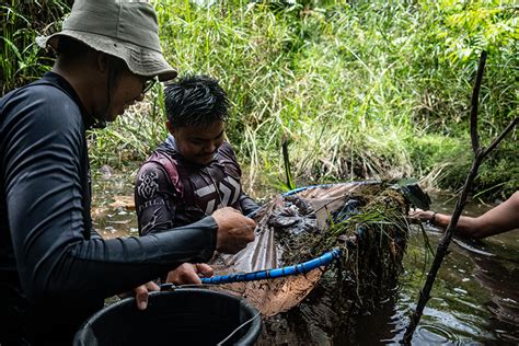 Ikan Air Tawar Endemik Itu Berstatus Terancam Punah