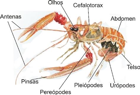 Ciências Características Dos Crustáceos