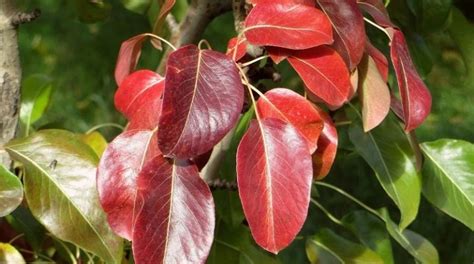 Daun Pir Menjadi Merah Mengapa Mereka Berubah Menjadi Merah Anggur Di