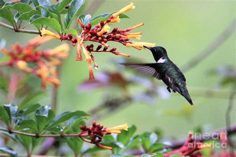 Flittering Photograph By Donald Sawin Fine Art America