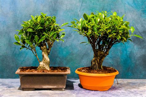 Ficus Microcarpa Tiger Bark 8 Pot Wigert S Bonsai