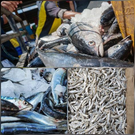 Ikan Laut