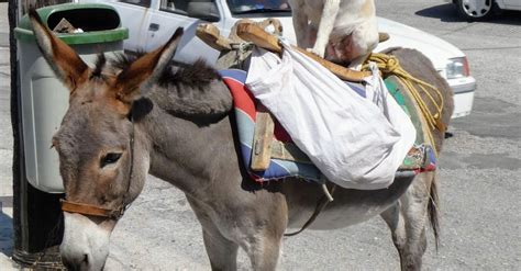 Dog Riding a Donkey · Free Stock Photo