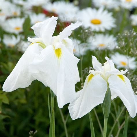 Iris Ensata Great White Heron White Flower Farm