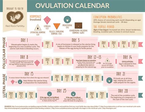 What You Need To Know About Your Ovulation Cycle Infographic