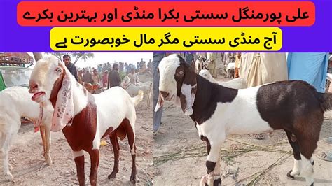 South Punjab Ki Sab Se Sasti Tuesday Bakra Mandi Latest Update