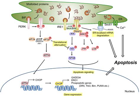 Er Stress Signaling Pathway