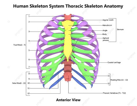 Anatomy Of The Anterior View Of The Hand And Thoracic Skeleton With