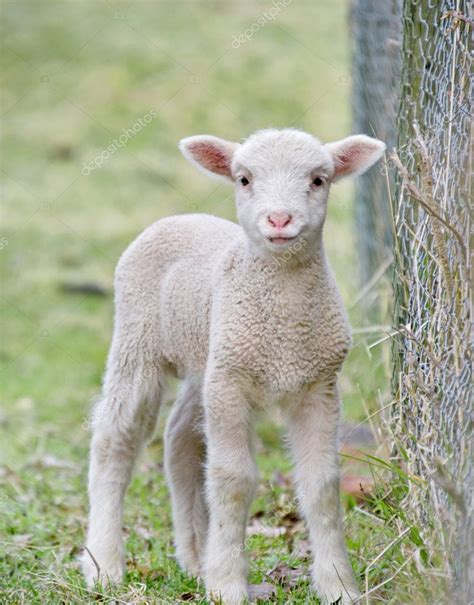 Cute baby lamb — Stock Photo © clearviewstock #1196271