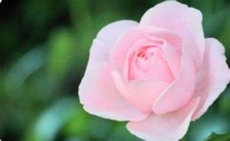 A Pink Rose With Green Leaves In The Background