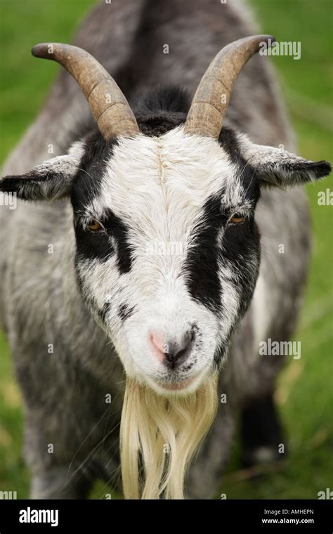 Close Up Of Billy Goat With Horns And Beard At Yorkshire Englanduk