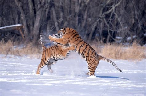 Siberian Tigers fighting in snow - Stock Image - Z934/0595 - Science ...