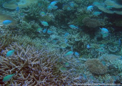 Snorkeling in Fiji along the coral reefs | HI Travel Tales