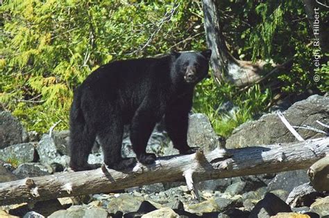 Black Bear Vancouver Island British Columbia Canada American Black