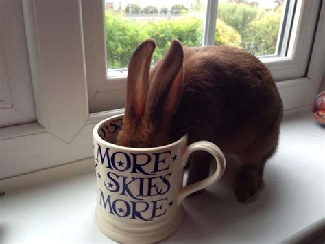 30 Mischievous Bunnies Who Have No Regrets About Taking Over Your House The Dodo